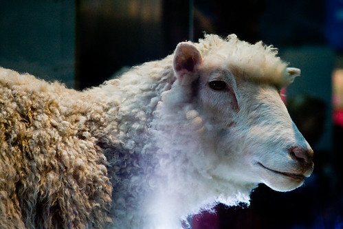 Dolly the cloned Sheep