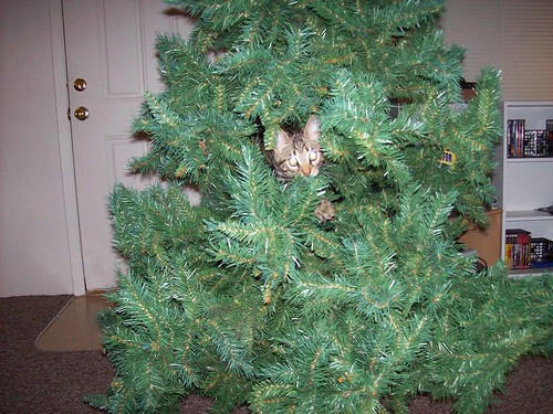 Cat in the christmas tree