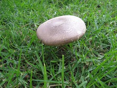 This giant mushroom magically appeared on our lawn. (11/25/2007)
