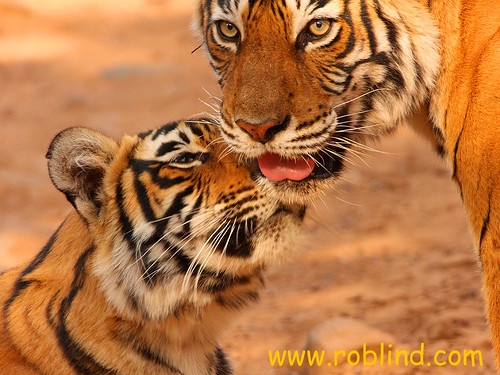Royal Bengal Tiger Mother and cub by roblind.com