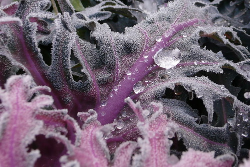 Ice drops on purple
