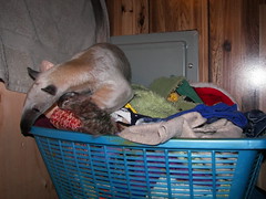In the clothes basket