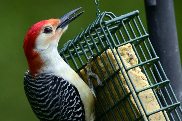 red bellied woodpecker two 2011