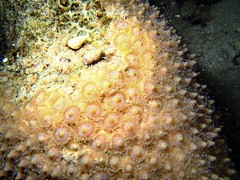 準備排卵中的菊珊瑚(海管處提供)