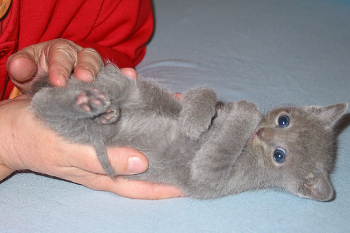 Russian Blue kitten