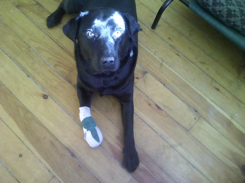 Jessie bandaged
paw