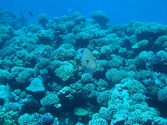manihi diving