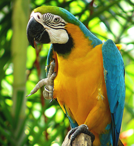 Macaw+parrot+blue+and+gold
