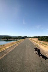 Cali on the Dam dog walk