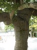 日本京都行屋與樹之美DSCN4814
