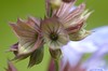 Salvia officinalis - Salie. Bloemkelken