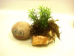 Iyo bonsai pot2-1
