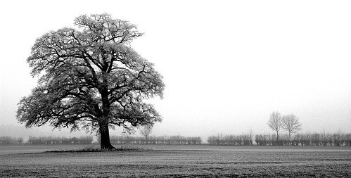 black and white oak tree pictures. Black and White Oak Tree