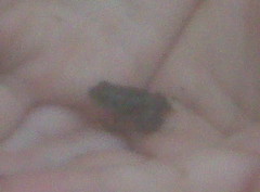 Amelia's tiny frog