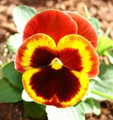 Delta Fire pansy