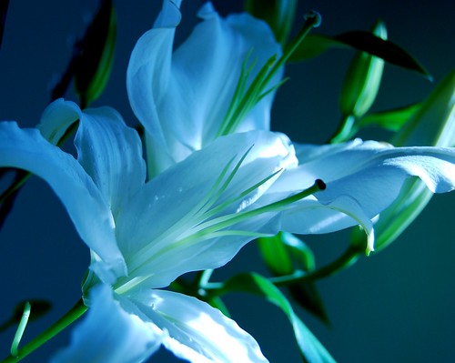 lilies 009