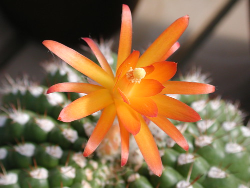 Yellow Cactus Flower.JPG