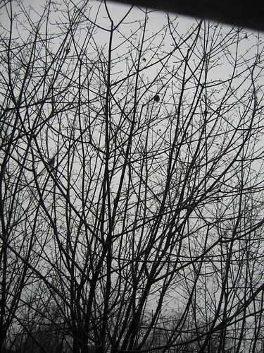 Gray branches