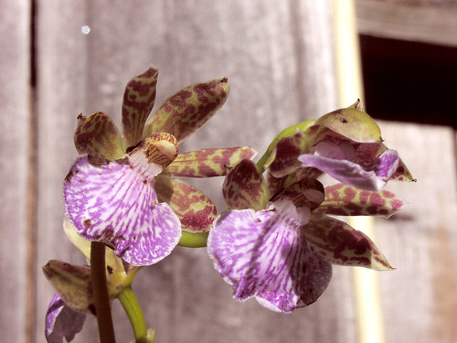 Brachypetalium bloom - Feb 2008