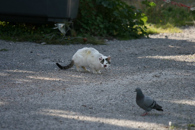 Cat and Pigeon