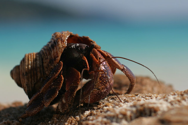 Hermit Crab (Coenobita brevimanus)