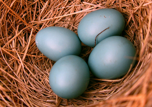Robin Eggs are really Blue.