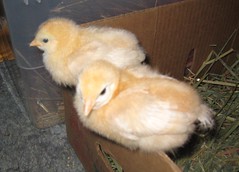 Our two gold sex link chicks