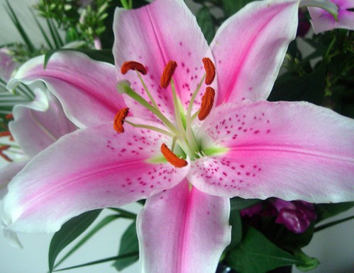 pink lily duplicate