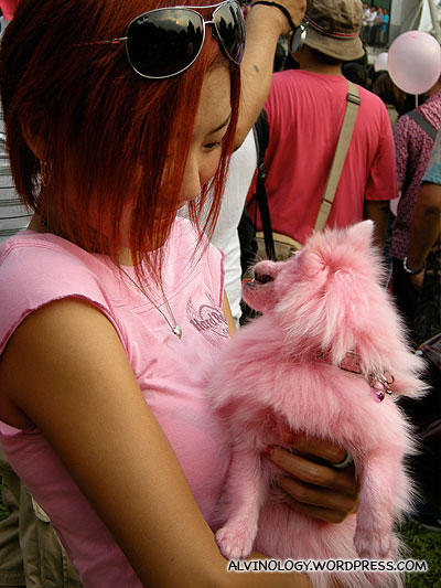 Gosh! A pink-dyed dog!