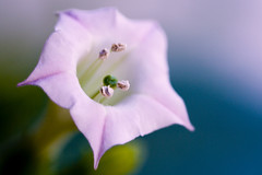 Nicotiana tabacum em flor
