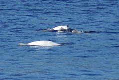 DSC02576 Beluga with calf