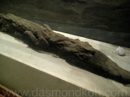 kom ombo croc mummified