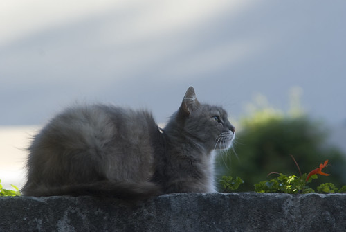 Gatito mirando al sudeste