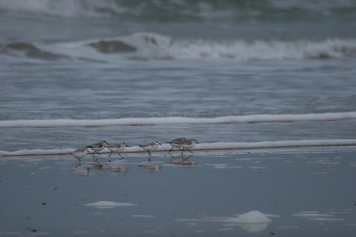 Des Bécasseaux sanderling sur la plage de Saint Cosme de Fresnay