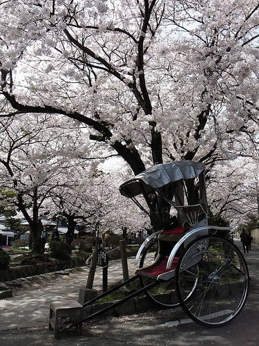 人力車と桜