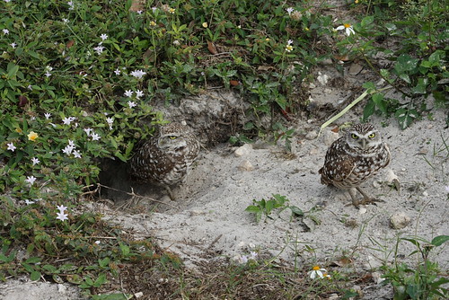 burrowing owls 1-26-08 088