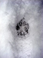 small dog track