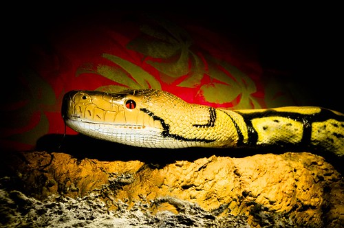 a snake: black, gold, red
