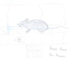 house mouse journal
