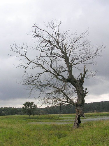 tree ©  pavel v protasov
