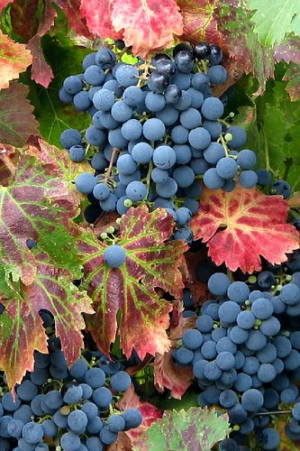 Grape Vines on a Garden Arbor