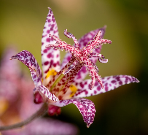 Toad Lily 1