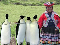 Peru-penguin