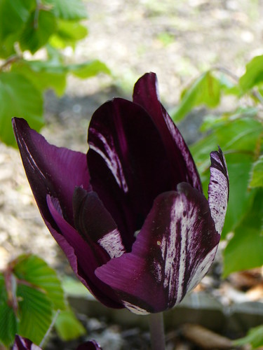 Tulpen 2008 (10)