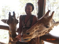 Feeding two giraffes