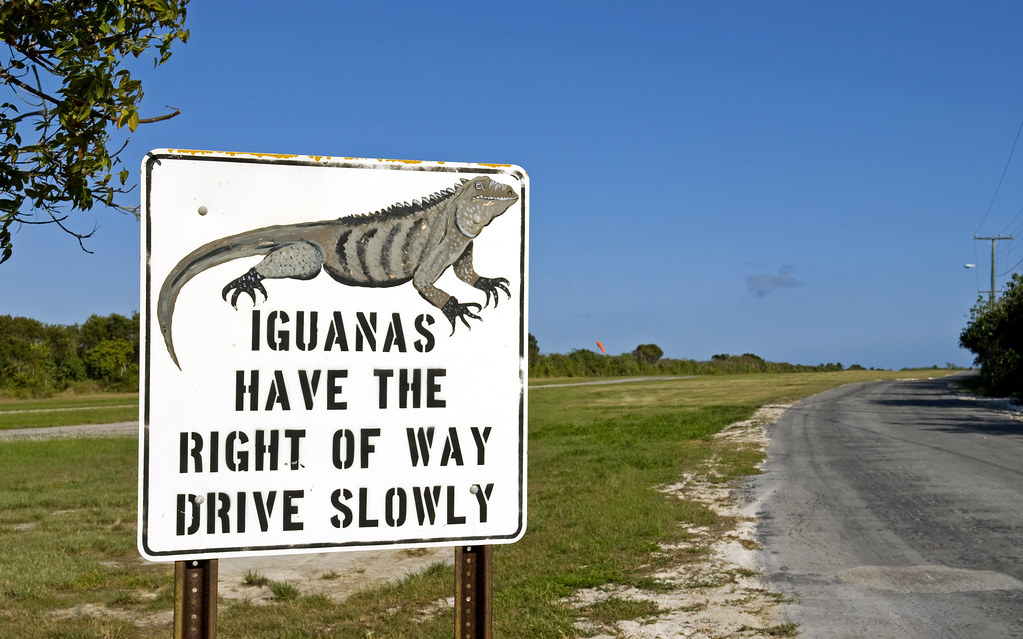 iguana sign