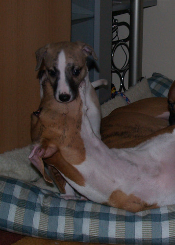 Whippet puppy 6 weeks old: Animagi's Anpu with Nisha