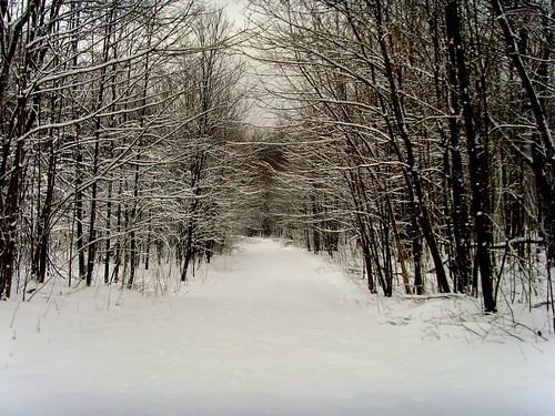 Path in the Snowy Woods