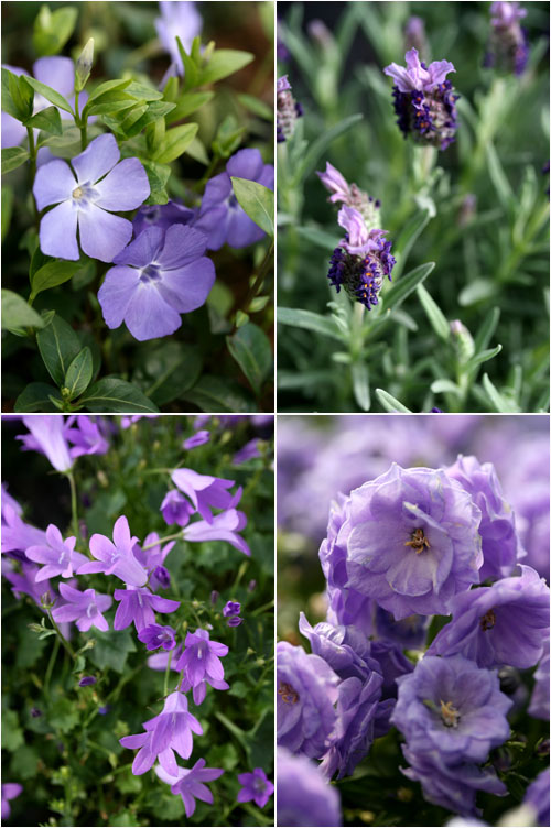 Fiori violetti