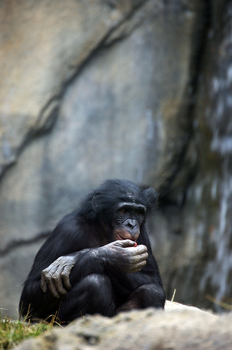 Sitting Bonobo